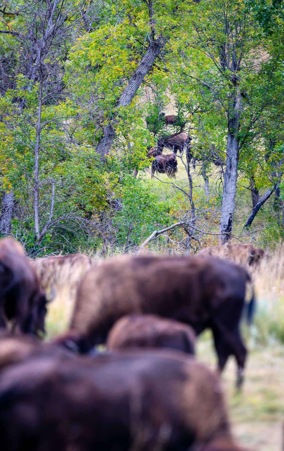 Custer State Park Prepares For Roundup